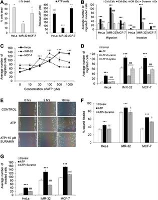 Extracellular ATP Mediates Cancer Cell Migration and Invasion Through Increased Expression of Cyclooxygenase 2